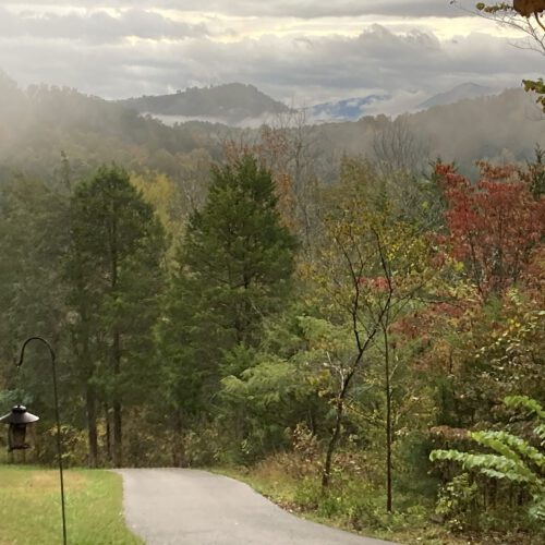 Trees and mountain view